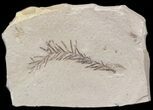 Metasequoia (Dawn Redwood) Fossil - Montana #41457-1